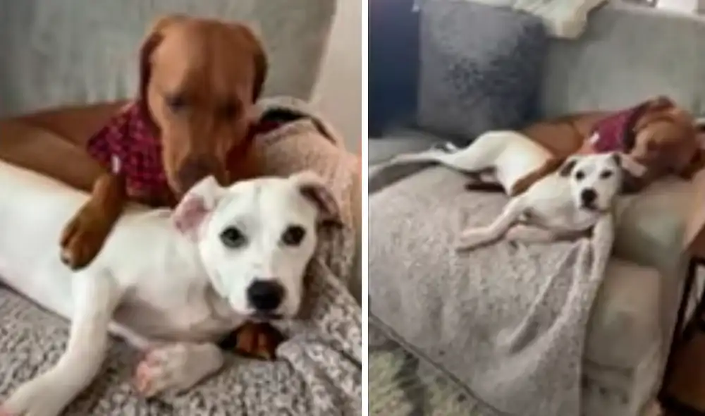 El video ha sido compartido en el canal Rumble Viral. Foto: captura de Facebook