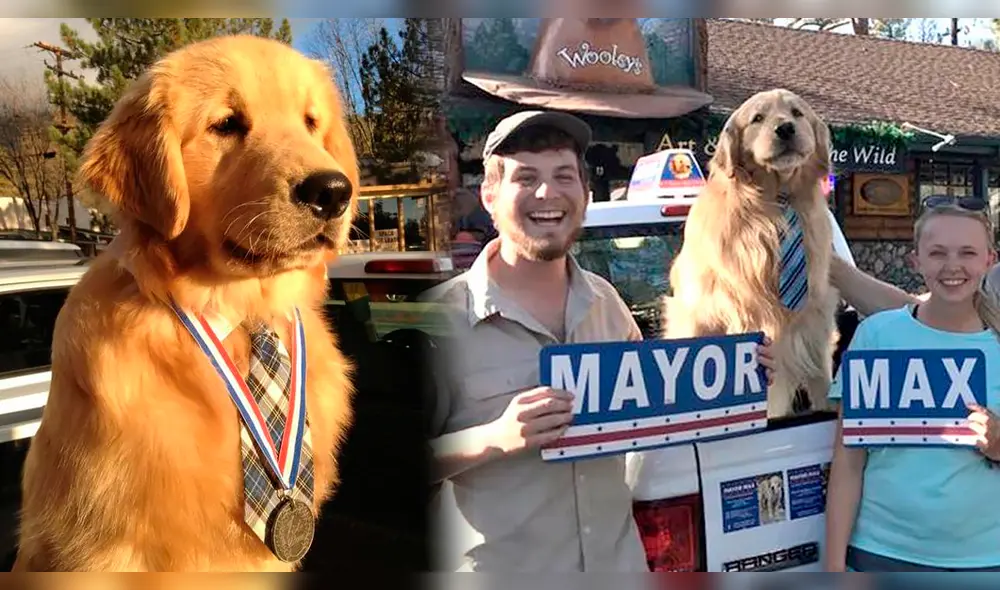 El golden retriever Maximus Mighty Dog Mueller II o Max es muy querido en la comunidad de Idyllwild. Foto: Maximus II El golden retriever Maximus Mighty Dog Mueller II o Max es muy querido en la comunidad de Idyllwild. Foto: Maximus II