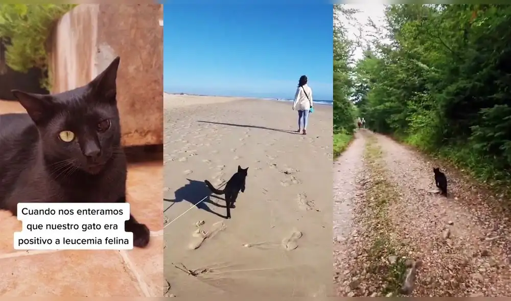 El clip publicado por el usuario de TikTok @liloydante ha logrado acumular casi 100.000 'me gusta' en la red social. Foto: captura de TikTok