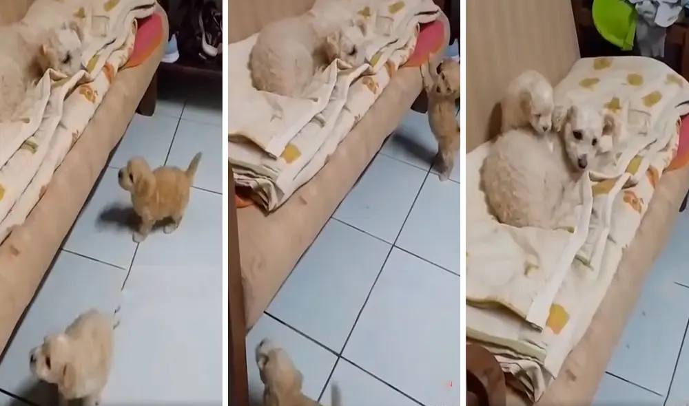 Una perrita se subió a un mueble para tomar una siesta alejada de sus bebés; sin embargo, sus planes se vieron arruinados. Foto: captura de Facebook