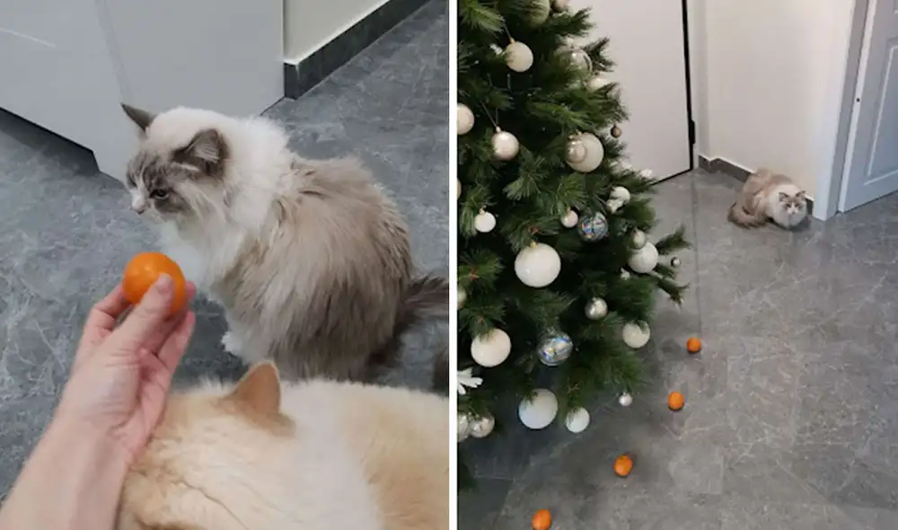 Una joven rodeó sus adornos navideños con mandarinas y naranjas para impedir que su gatito se acerque a destrozarlos tras enterarse que este los detestaba. Foto: Irene Olocco/ Facebook