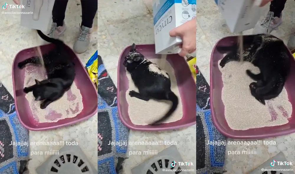 El minino cautivó a miles de usuarios con su divertida conducta. Foto: captura de TikTok El minino cautivó a miles de usuarios con su divertida conducta. Foto: captura de TikTok