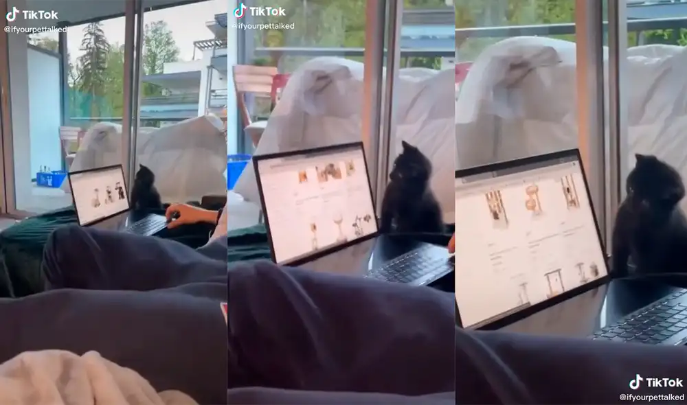 El animal conquistó los corazones de miles de cibernautas con su tierna conducta. Foto: captura de TikTok