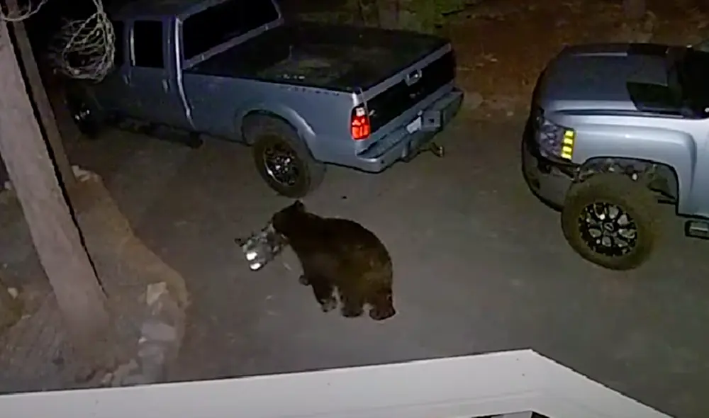 El video viral ha sido compartido en el canal Ring. Foto: captura de YouTube