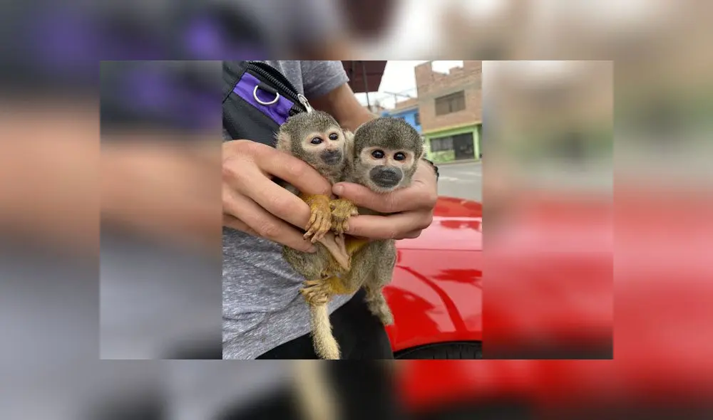 El joven que los encontró los llevó al Parque de las Leyendas, pero no los aceptaron y se comunicó con Serfor. Video Canal N