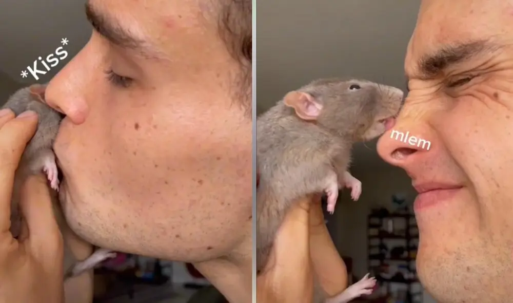 TikTok viral: joven besa a su rata mascota y animal le corresponde con ...