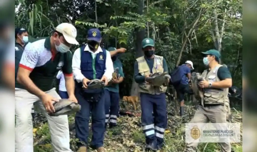Fiscalía Especializada en Materia Ambiental realizó 240 operativos entre enero y octubre de este año. Foto: MP