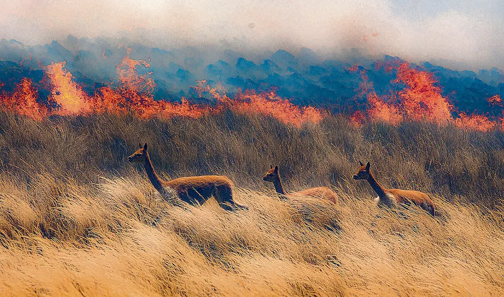 Depredación. Fotografía de Elio Zevallos Meza sobre la caza ilegal de las vicuñas. Foto: difusión Depredación. Fotografía de Elio Zevallos Meza sobre la caza ilegal de las vicuñas. Foto: difusión