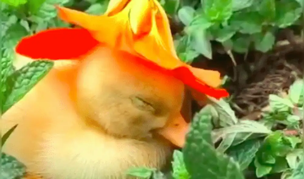 Patito se duerme con un sombrero de flores en la cabeza y se roba el corazón de los cibernautas