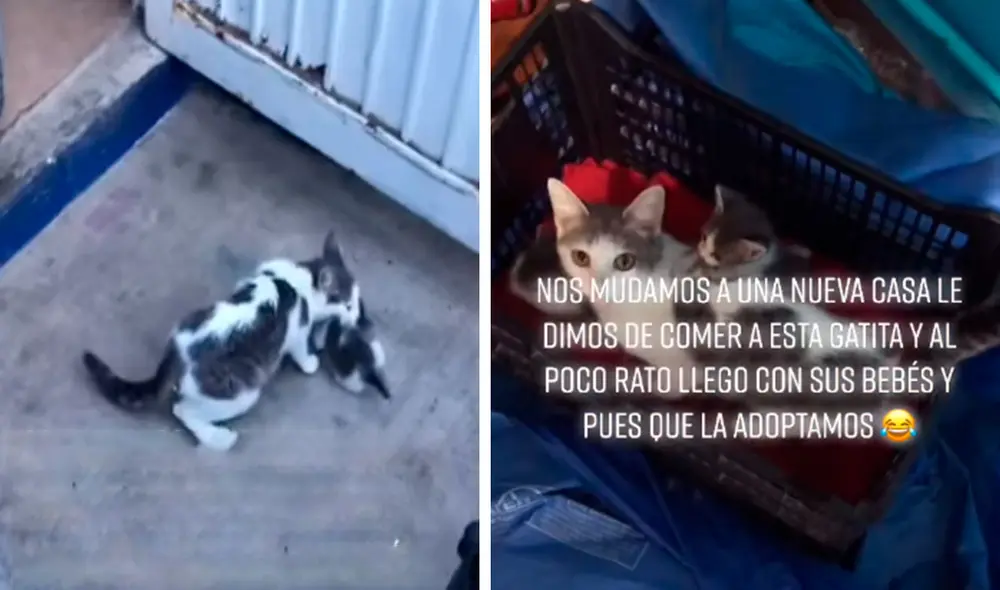 Una pareja ofreció su apoyo a una indefensa gatita luego que se mudaron a su nuevo hogar, pero no imaginaron que esta les iba a presentar a sus bebés. Foto: captura de YouTube
