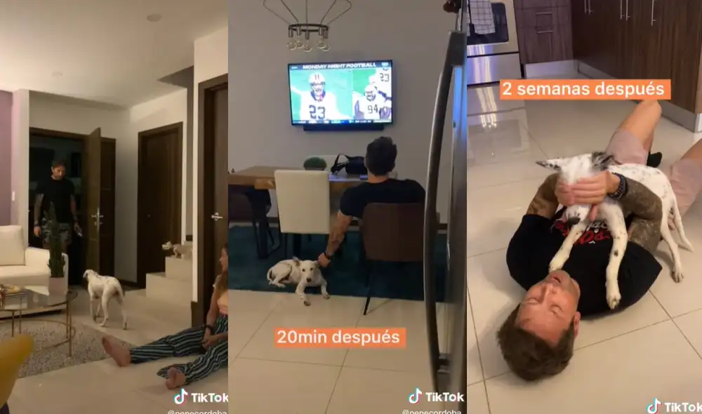 El carismático perrito se ganó el cariño de sus nuevos cuidadores con su divertido comportamiento. Foto: captura de TikTok El carismático perrito se ganó el cariño de sus nuevos cuidadores con su divertido comportamiento. Foto: captura de TikTok