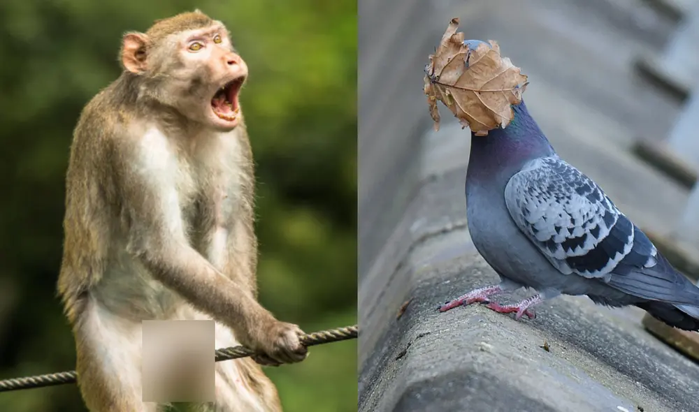 A la izquierda, un mono parece gritar de dolor; a la derecha, una paloma con una hoja en su cabeza. Foto: composición / Ken Jensen / John Spiers / Comedy Wildlife Photo Awards 2021 A la izquierda, un mono parece gritar de dolor; a la derecha, una paloma con una hoja en su cabeza. Foto: composición / Ken Jensen / John Spiers / Comedy Wildlife Photo Awards 2021
