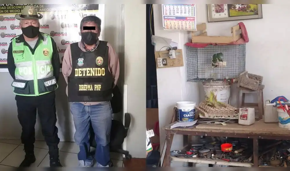 Efectivos policiales recibieron una denuncia sobre la presunta posesión de esta ave en la vivienda ubicada en la calle Viña del Mar en Paucarpata. Foto: PNP