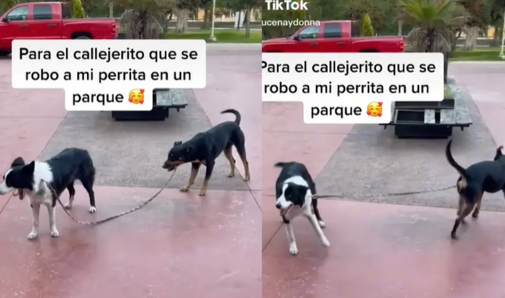 El perrito no soltó en ningún momento la correa de su 'amiga', ya que quería llevarla a pasear. Foto: captura de TikTok