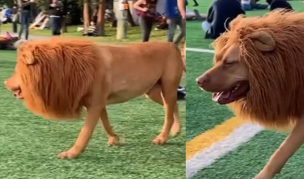 Novios le compran una peluca a su perrito y lo disfrazan de león