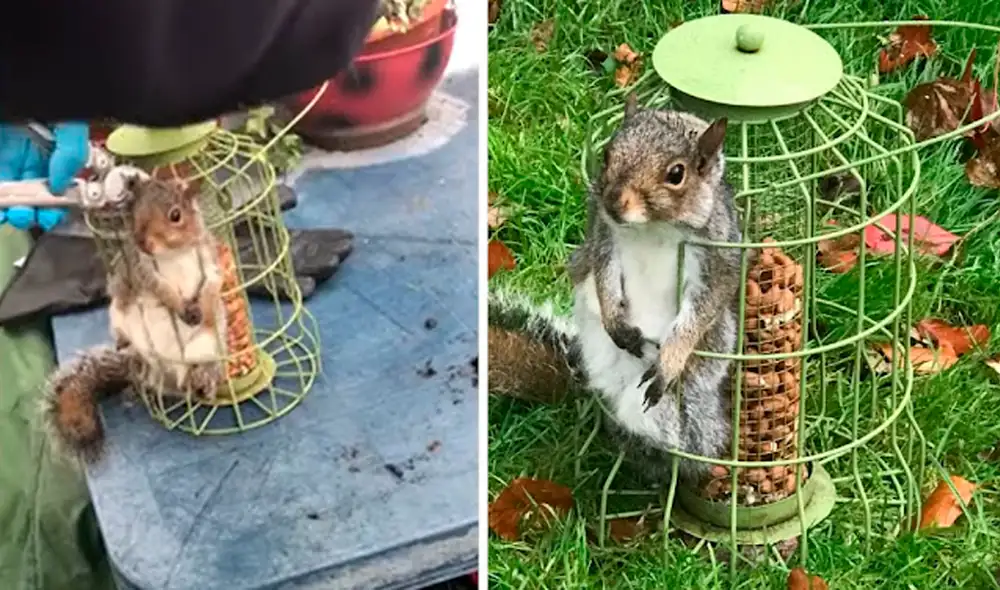 Tras comerse las semillas, la barriguita de la ardilla creció y evitó que lograra salir de la jaula. Foto: captura de Facebook