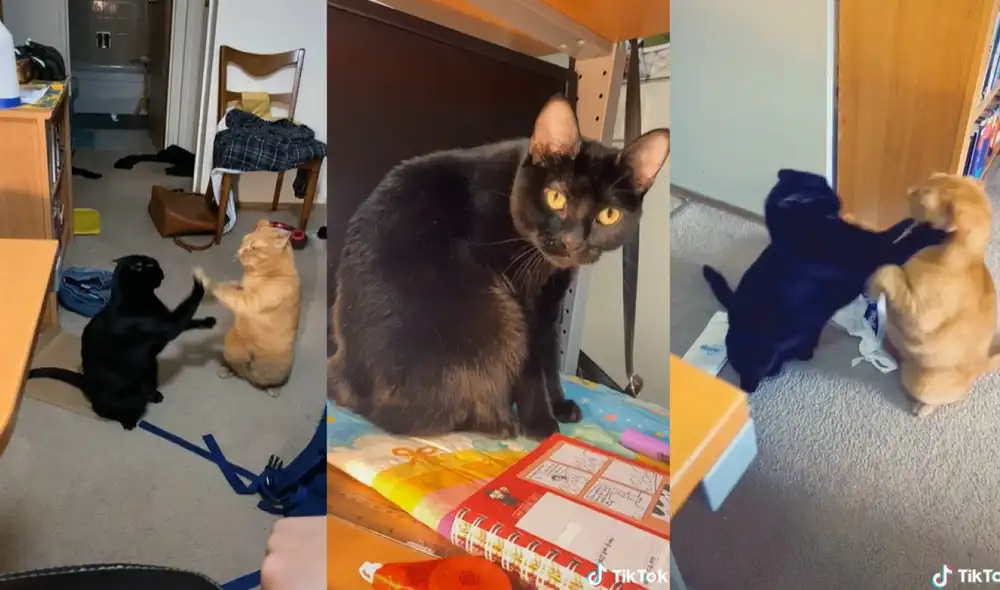 Los felinos fueron grabados por su dueña, quien se percató de la peculiar forma de 'pelear' de sus gatos. Foto: captura de TikTok