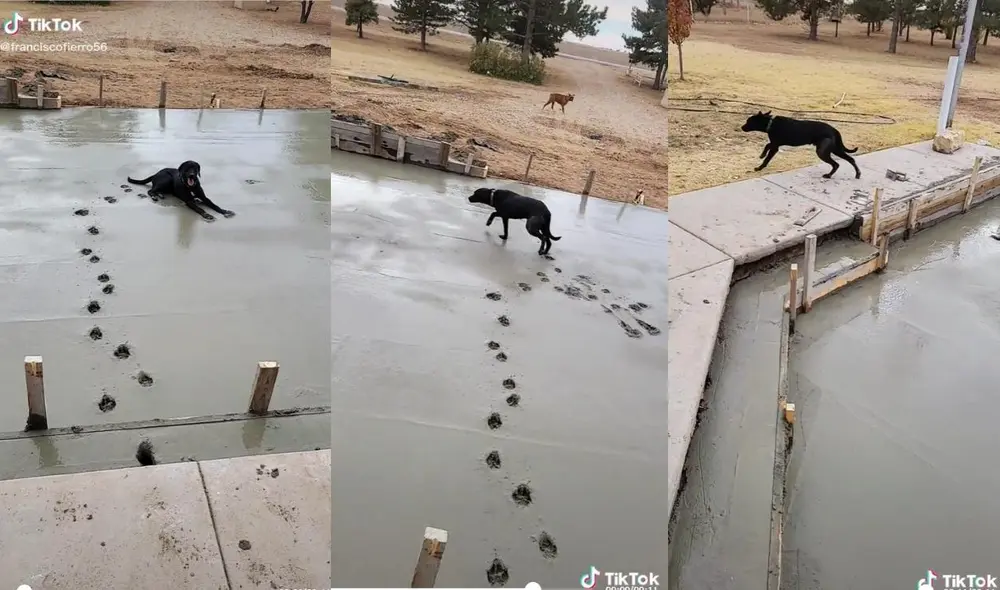 El usuario confesó a sus seguidores en un último clip su interés en querer encontrar al perrito callejero y adoptarlo. Foto: captura de TikTok