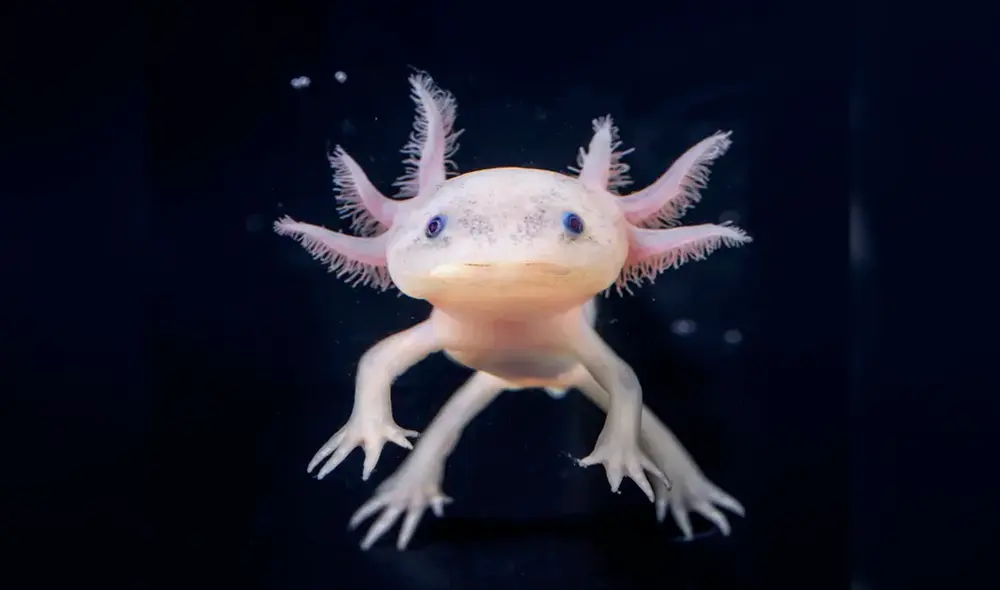 El ajolote mexicano se encuentra en extinción, ya que es amenazado por la contaminación del agua y por especies que invaden su hábitat natural. Foto: Tim Flach