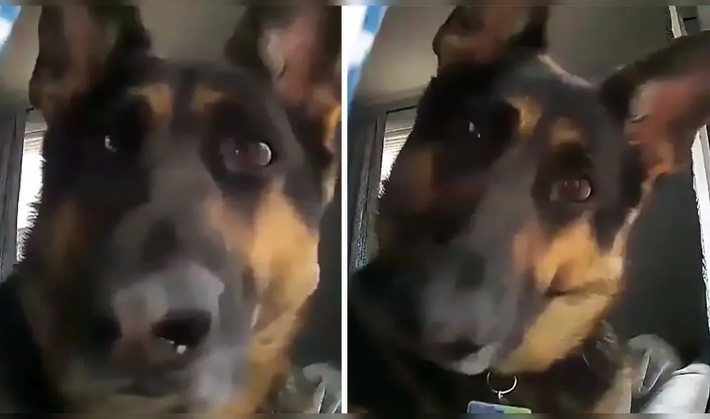 Video compartido por el usuario de Twitter @buitengebieden_ ha sumado casi un millón y medio de reproducciones. Foto: captura de Twitter Video compartido por el usuario de Twitter @buitengebieden_ ha sumado casi un millón y medio de reproducciones. Foto: captura de Twitter