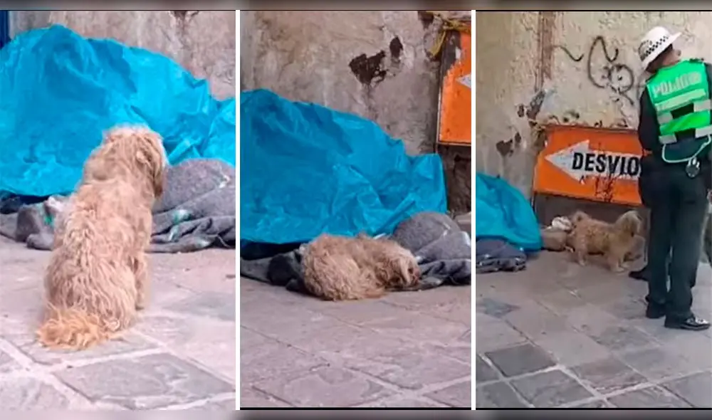 Cusco. Perrito wachimán estuvo a punto de morder a quienes quisieron apartarlo de su dueño. Foto: Captura video La última
