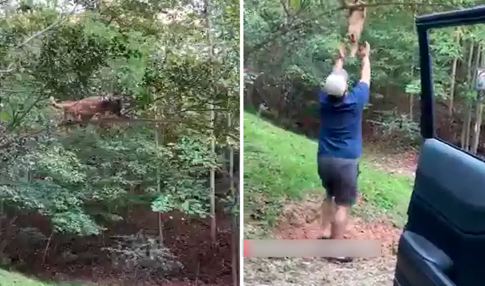 El minino estaba colgado de una rama a punto de caerse, por lo que el hombre fue en su auxilio. Foto: captura de Facebook