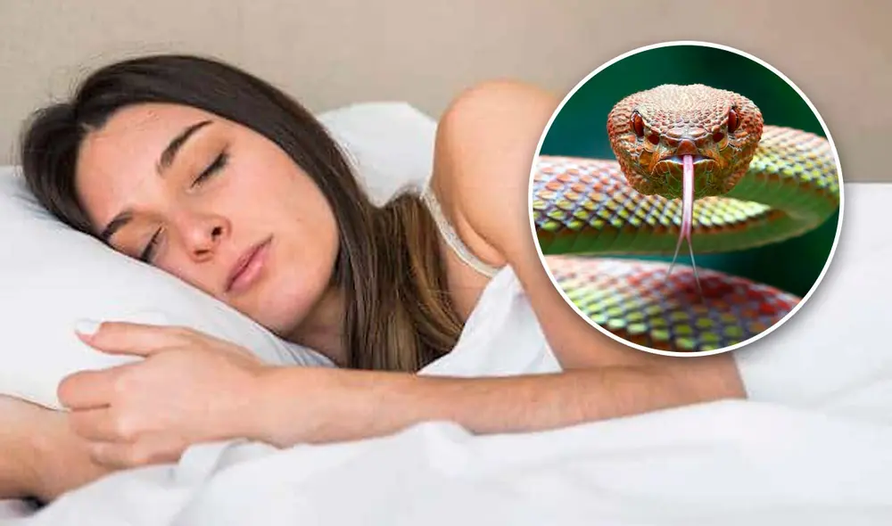 Las víboras suelen ser asociadas al peligro y al pecado en la cultura popular. Foto: composición Fabrizio Oviedo / La República