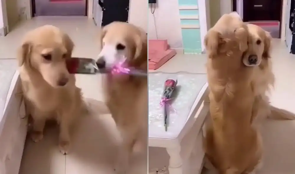 El usuario suele compartir conmovedores momentos que protagonizan diferentes mascotas como las suyas. Foto: captura de TikTok