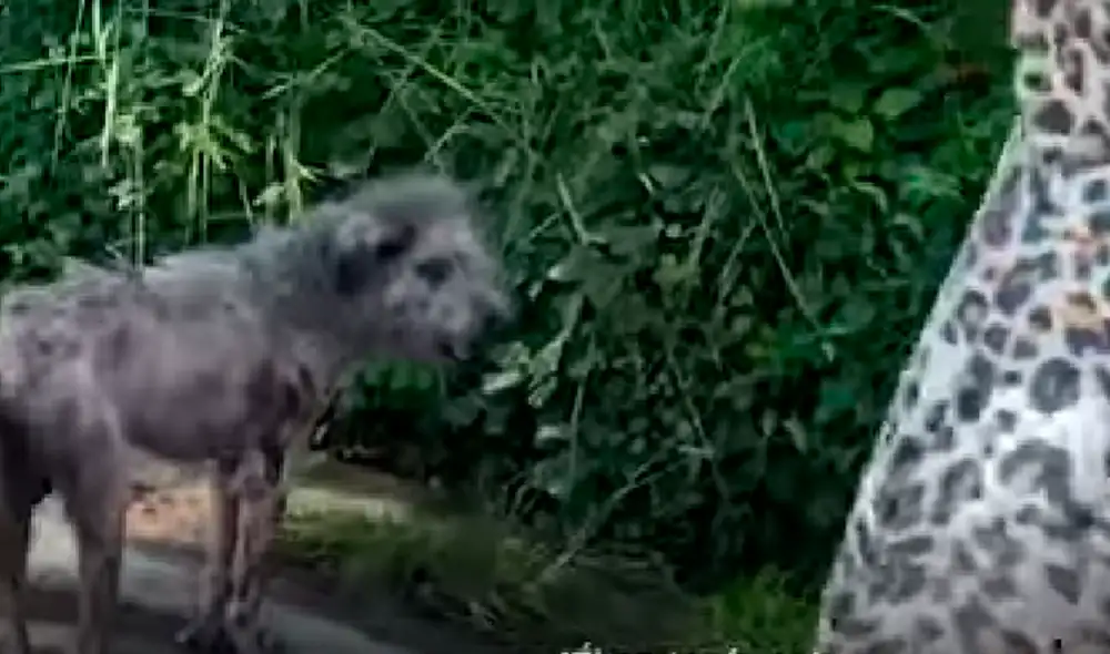 El video viral ha sido compartido en el canal El Dodo. Foto: captura de YouTube
