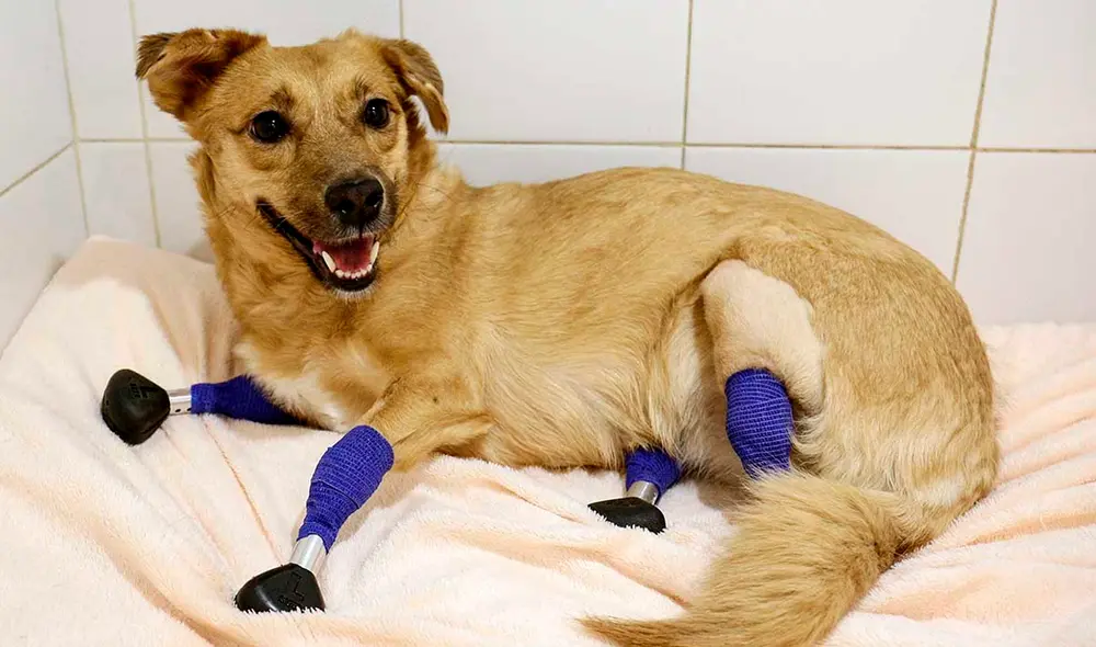 Es la primera vez que realizan una operación de este tipo en un perro. Foto: AFP