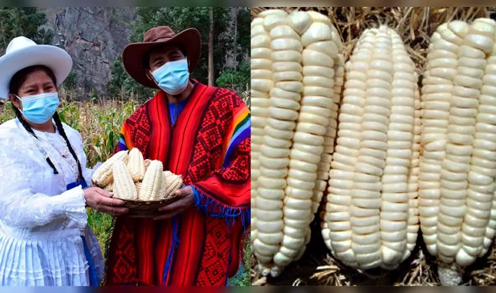 Valle Sagrado de Los Incas es el principal productor de maíz blanco gigante a nivel nacional. Foto: composición La República/Senasa Valle Sagrado de Los Incas es el principal productor de maíz blanco gigante a nivel nacional. Foto: composición La República/Senasa