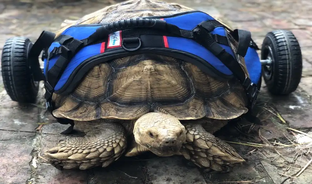 Tortuga con discapacidad vuelve a caminar gracias a su silla de ruedas personalizada Tortuga con discapacidad vuelve a caminar gracias a su silla de ruedas personalizada