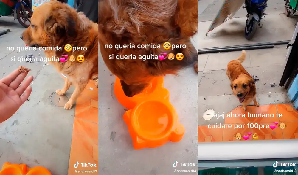 El can logró robar el corazón del sujeto con su tierno comportamiento. Foto: captura de TikTok El can logró robar el corazón del sujeto con su tierno comportamiento. Foto: captura de TikTok
