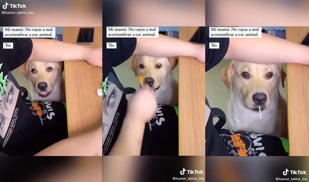 El perrito quedó muy contento con el chupetín en su hocico. Foto: captura de TikTok El perrito quedó muy contento con el chupetín en su hocico. Foto: captura de TikTok