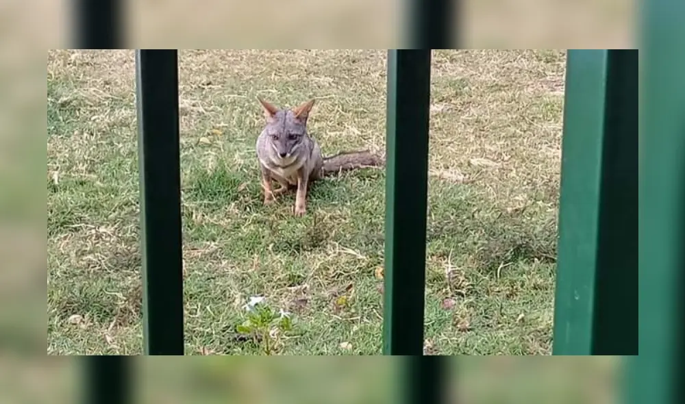 El zorro, apodado el "Run Run piurano", fue avistado por ciudadanos del lugar. Foto: Noticias Piura 3.0 El zorro, apodado el "Run Run piurano", fue avistado por ciudadanos del lugar. Foto: Noticias Piura 3.0
