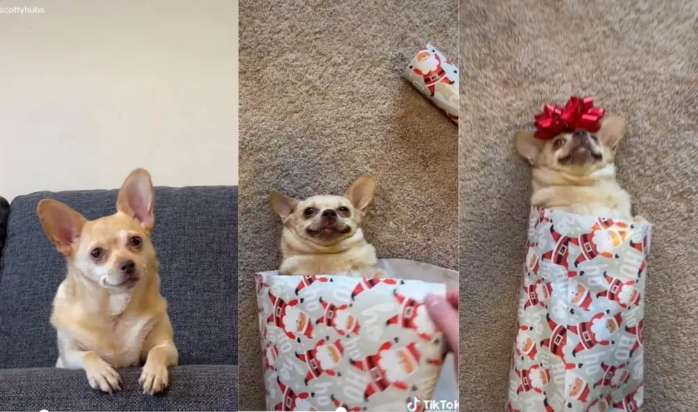 Varios usuarios recordaron que no era la primera vez que el tiktoker subía un video parecido con su mascota. A pesar de ello, el animalito sigue siento una sensación en las redes. Foto: captura de TikTok