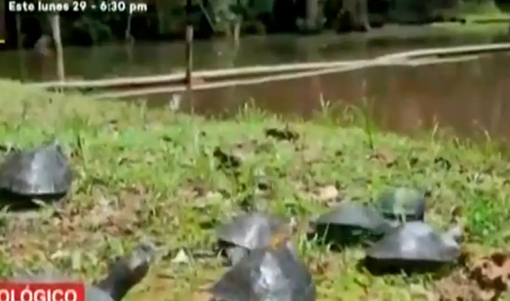 Tortugas fueron cuidadas por casi seis meses. Foto: captura de Latina