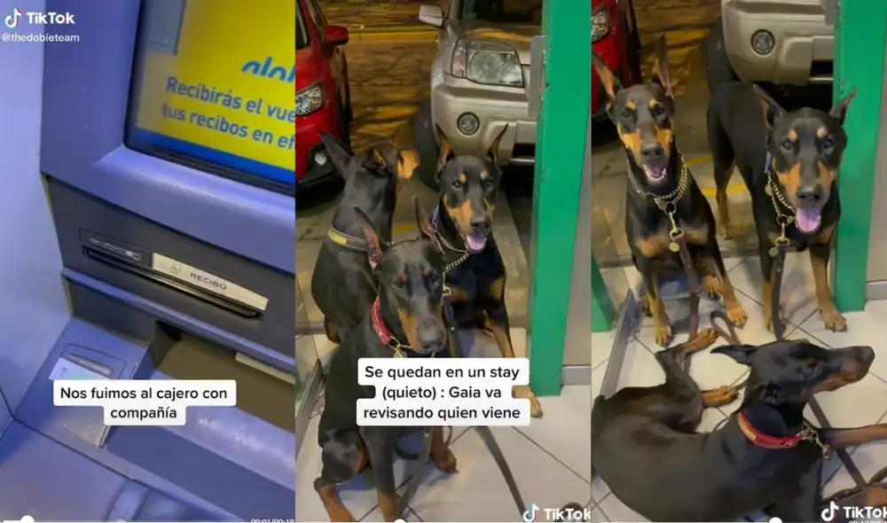 La usuaria es dueña de cinco canes de raza doberman y es a través de su cuenta que comparte las travesuras de sus mascotas. Foto: captura de TikTok
