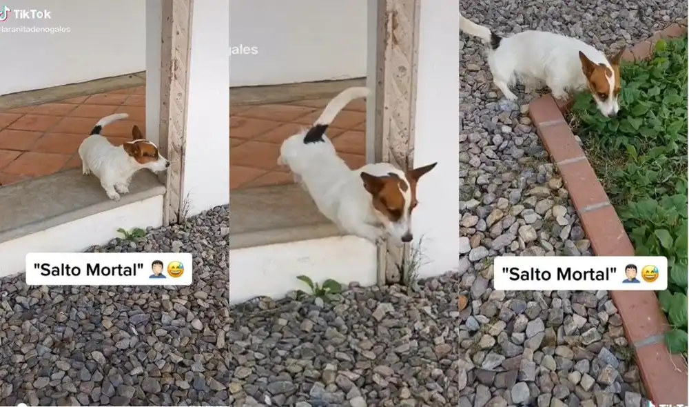 El usuario se hizo conocido en otros videos como 'papá luchón' por adoptar a unas seis ardillas que habían perdido a su mamá. Foto: captura de TikTok