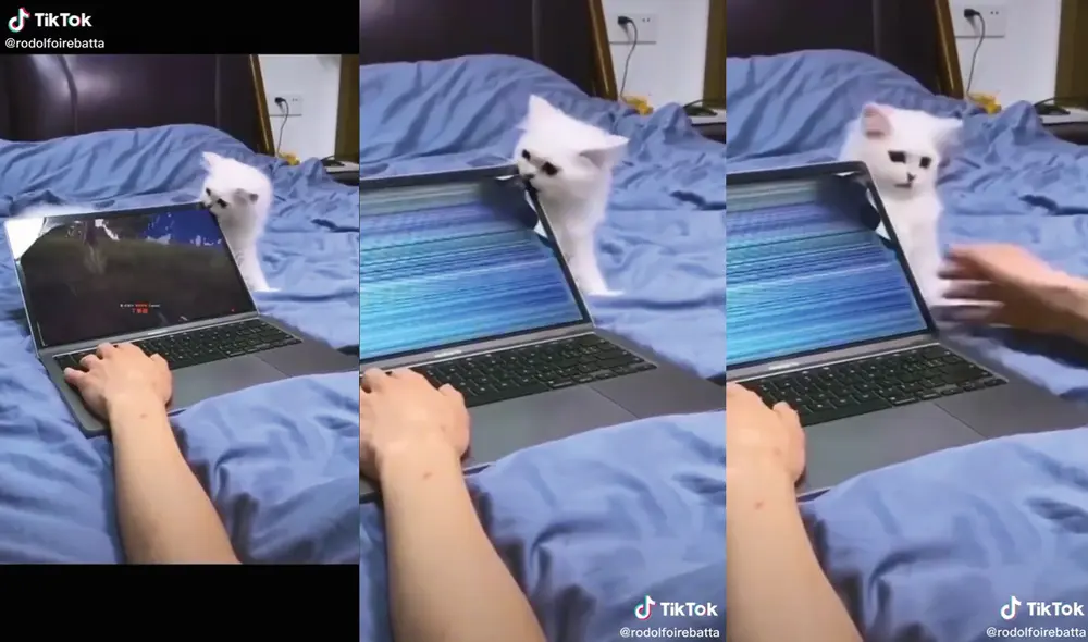 El gato se mostró arrepentido después de malograr la laptop. Foto: captura de TikTok El gato se mostró arrepentido después de malograr la laptop. Foto: captura de TikTok