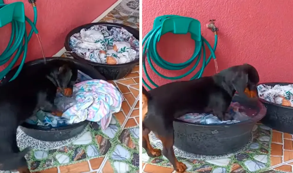 Un perrito aprovechó un descuido para meter sus patas dentro de una tina de ropa llena de agua; sin embargo, fue atrapado por su dueña. Foto: captura de Facebook Un perrito aprovechó un descuido para meter sus patas dentro de una tina de ropa llena de agua; sin embargo, fue atrapado por su dueña. Foto: captura de Facebook