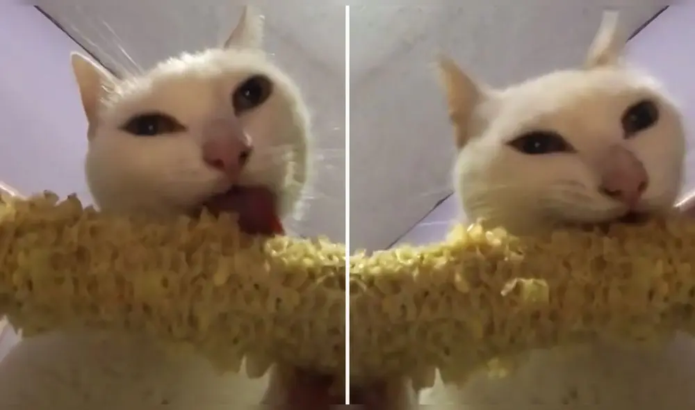 La escena publicada por el usuario de TikTok @maucelissm ha conseguido casi un millón de reproducciones. Foto: captura de TikTok La escena publicada por el usuario de TikTok @maucelissm ha conseguido casi un millón de reproducciones. Foto: captura de TikTok