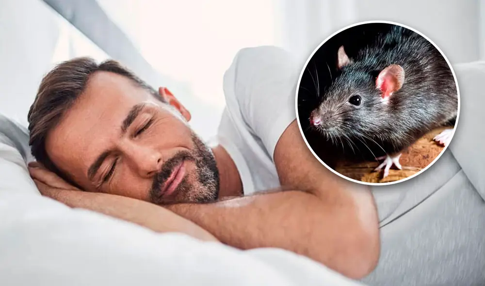 Descubre por qué nos encontramos en sueños con estos roedores asociados a la suciedad y al miedo. Foto: composición de Fabrizio Oviedo / La República