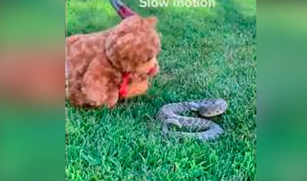 El video ha causado gran sensación en las redes sociales. Foto: captura de Facebook