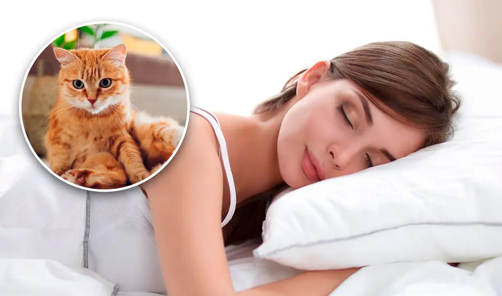 Los gatos simbolizan poder y protección. Foto: composición de Fabrizio Oviedo / La República