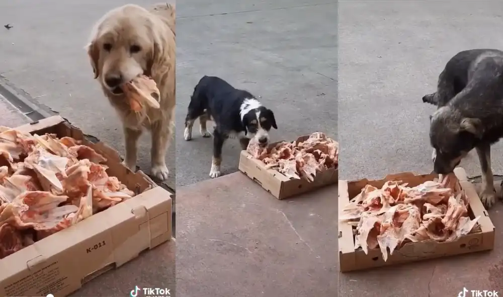 La usuaria suele compartir momentos conmovedores que suceden con perros y gatos. Foto: captura de TikTok La usuaria suele compartir momentos conmovedores que suceden con perros y gatos. Foto: captura de TikTok