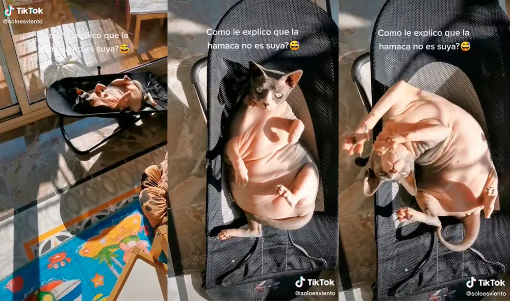 El tierno minino cautivó a su dueña con su insólita actuación en el interior de su hogar. Foto: captura de TikTok