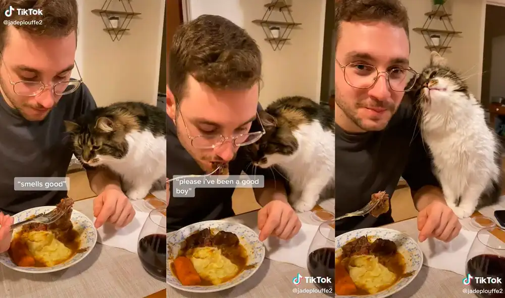 El minino robó el corazón de sus dueños con su sensacional ocurrencia. Foto: captura de TikTok