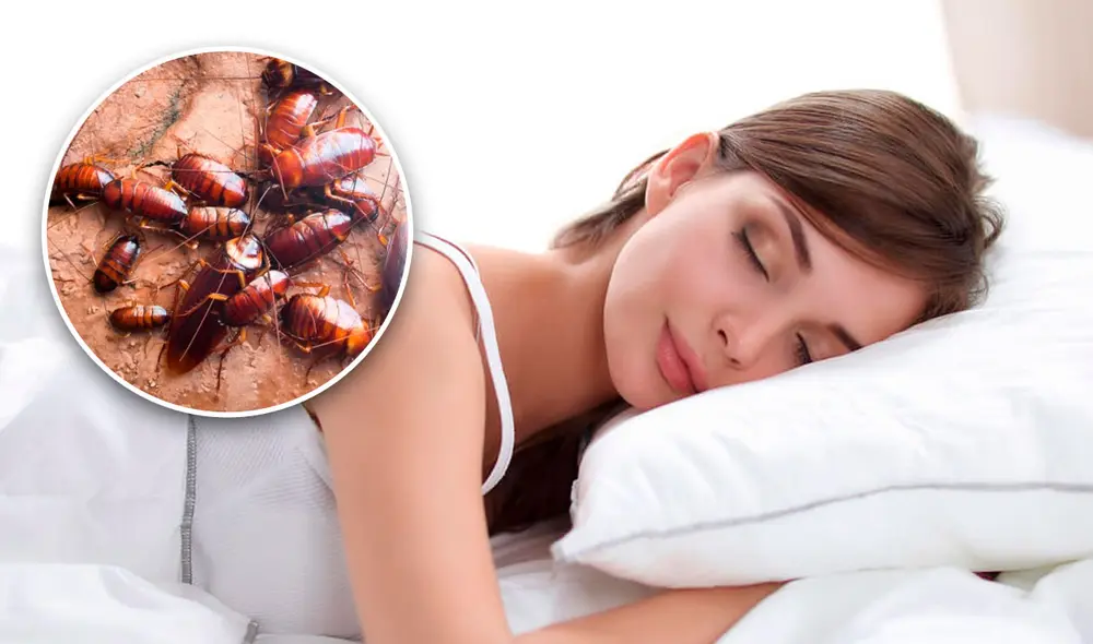 Las cucarachas suelen producirnos miedo o asco. Conoce si esto interviene en la interpretación. Foto: composición de Fabrizio Oviedo / La República