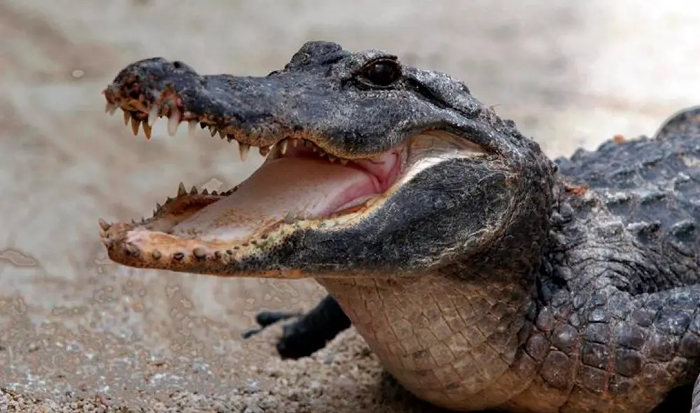 Soñar con cocodrilos tiene diferentes interpretaciones. Foto: EFE